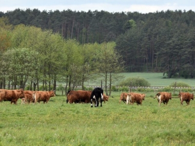 Embrapa desenvolve sistema para produção de carne e soja durante a seca