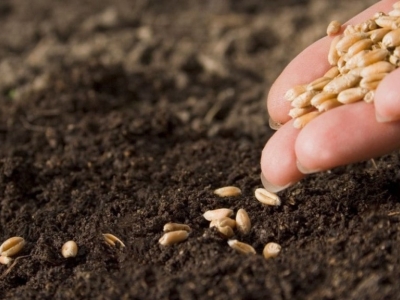 Não erre mais! Veja 3 dicas de como plantar sementes com sucesso
