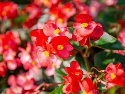 5 flores de inverno lindas para ter no jardim da sua casa