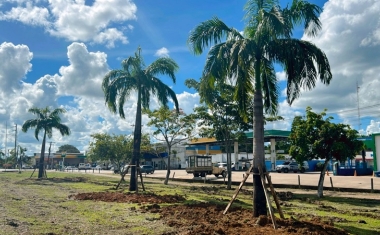 Prefeitura de Rio Branco realiza transplantio de palmeiras-imperiais para o Parque do Tucumã