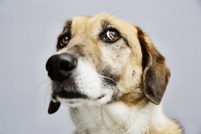 Read more about the article Três em cada 4 cães podem sofrer de ansiedade, sugere estudo
