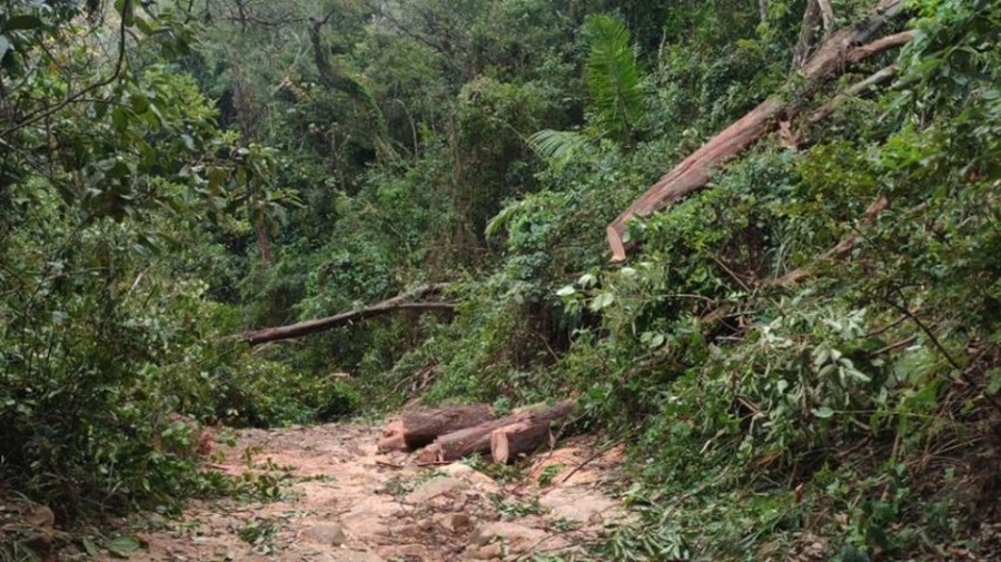 Read more about the article Homem tem a cabeça esmagada durante corte de árvore em Rio Branco