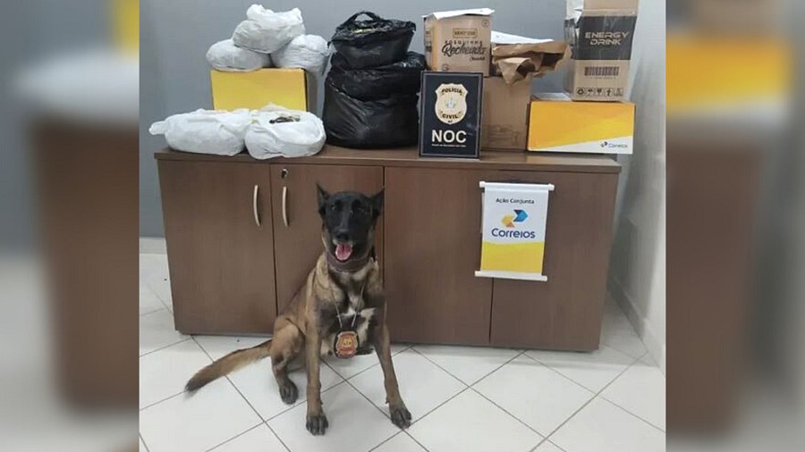 Leia mais sobre o artigo Polícia acha 10 kg de folhas de coca e maconha em encomendas dos Correios