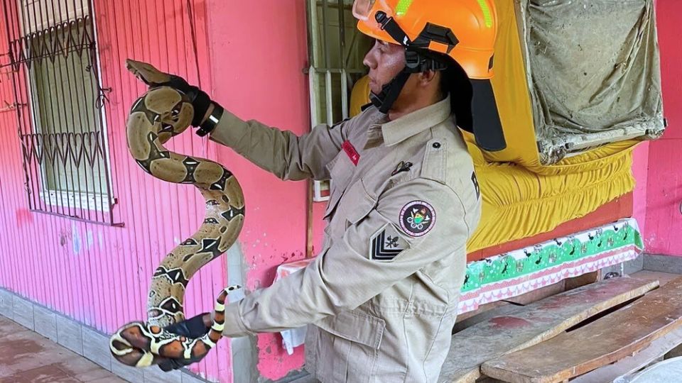 Leia mais sobre o artigo Jiboia é resgatada em casa atingida por enchente em Rio Branco