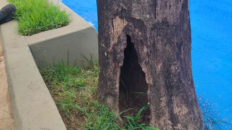 Leia mais sobre o artigo Prefeitura esclarece sobre derrubada de palmeiras-imperiais na Via Chico Mendes