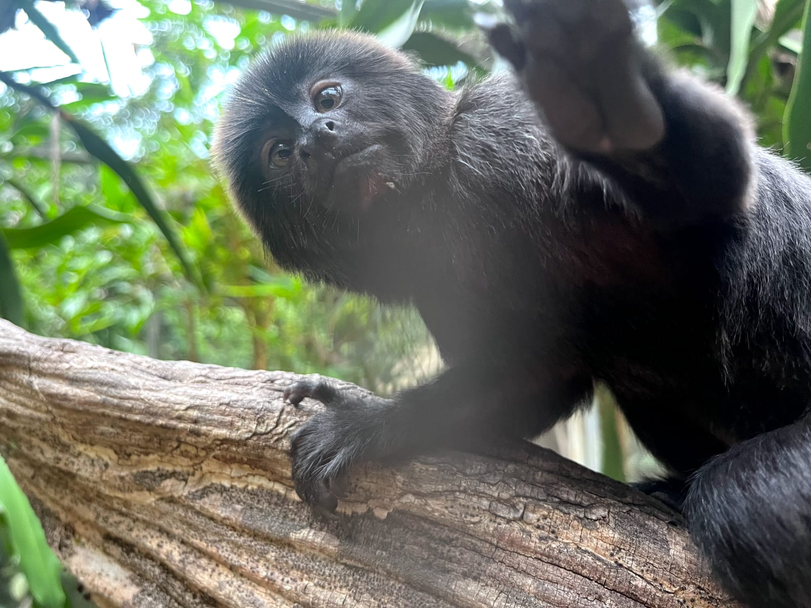 Leia mais sobre o artigo Parque Ambiental Chico Mendes recebe nova habitante