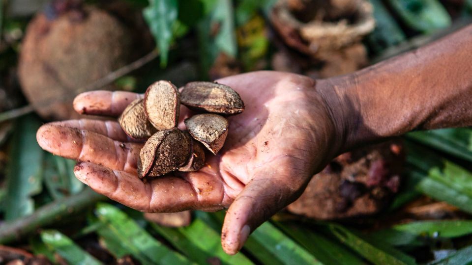 Leia mais sobre o artigo Acre lidera ranking de venda de castanhas com R$ 128 milhões negociados