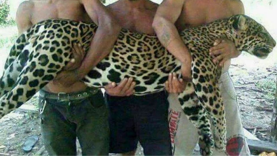 Leia mais sobre o artigo Dentista é condenado a pagar multa de R$ 400 mil por matar 12 onças no Acre