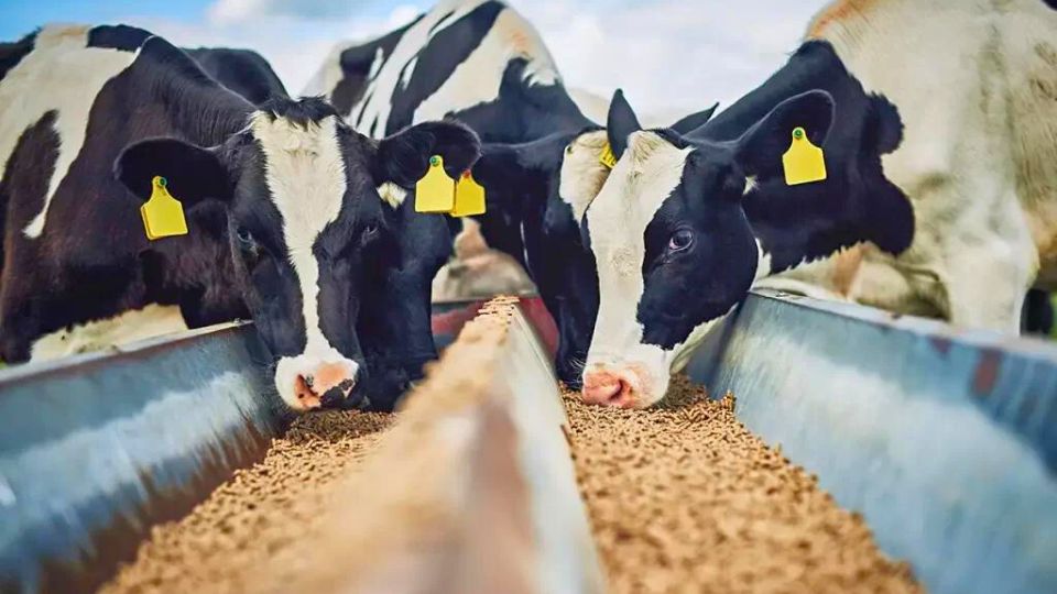 Leia mais sobre o artigo Trio responsável por estelionato envolvendo compra de gado é condenado no Acre 