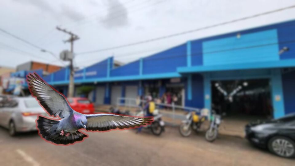 Leia mais sobre o artigo Caem as vendas no Mercado do Bosque após morte pela ‘doença do pombo’