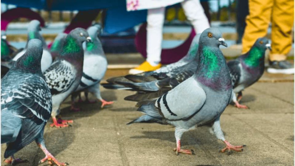 Leia mais sobre o artigo Mulher causa tumulto no Mercado do Bosque ao alimentar pombos