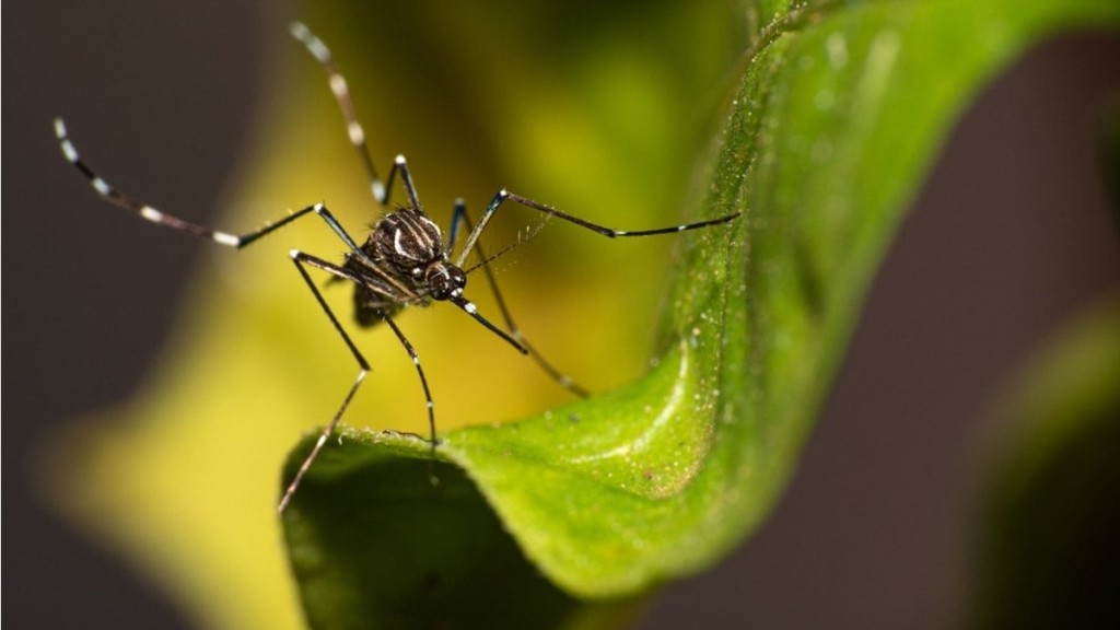 Leia mais sobre o artigo Acre entra em situação de emergência após casos de dengue dobrarem