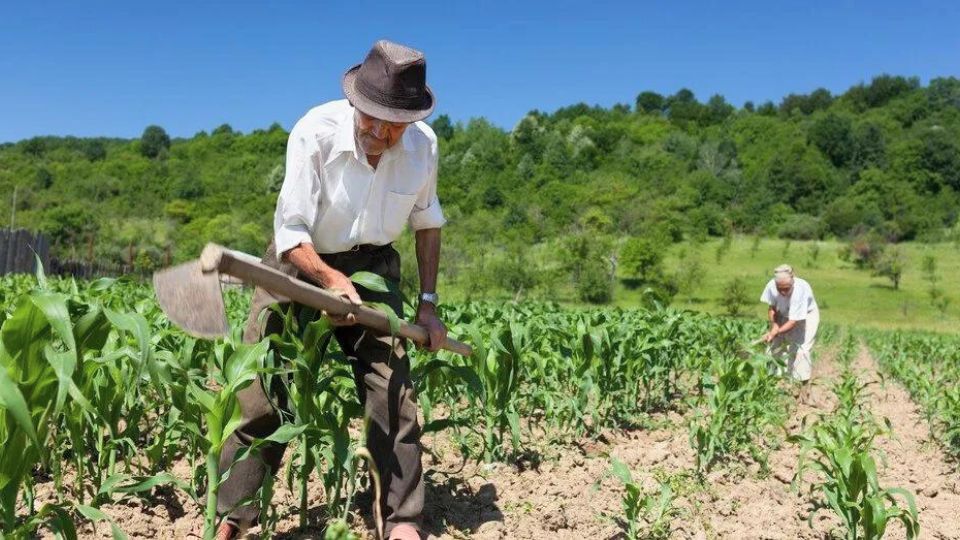 Leia mais sobre o artigo Produtores temem calote do governo e prometem manifestação na segunda (11)  