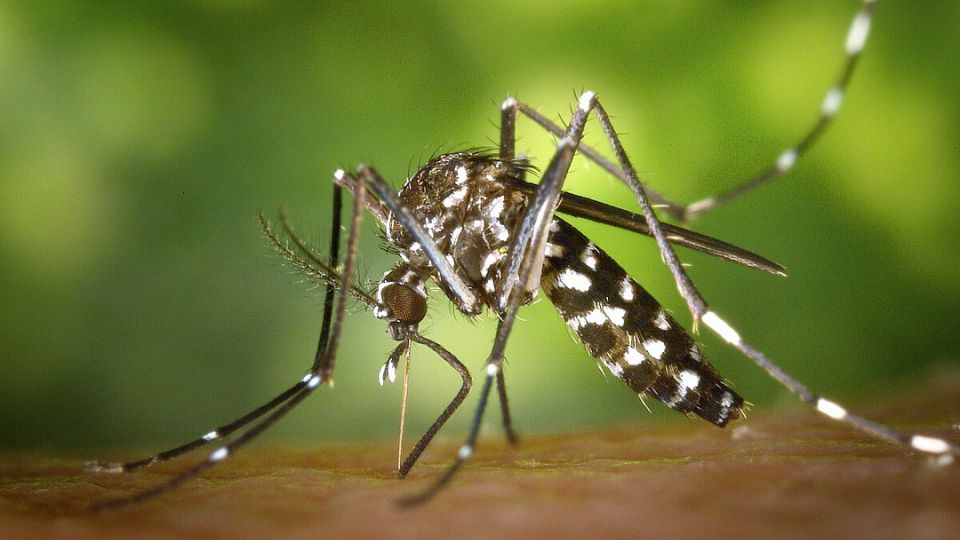 Leia mais sobre o artigo Acre é o 2º estado com maior incidência de casos de dengue