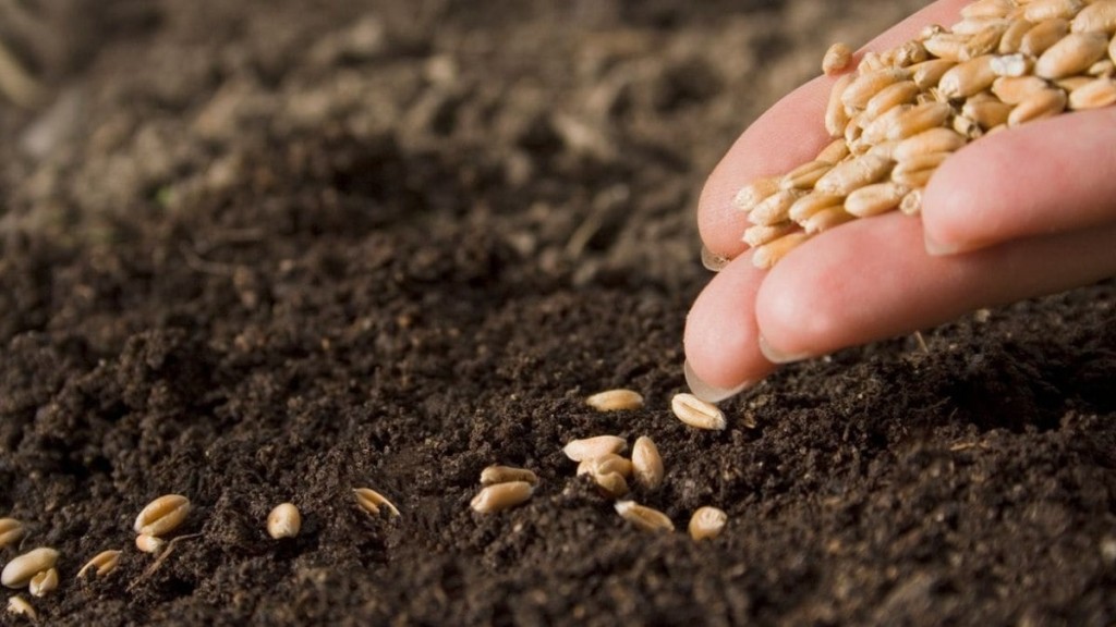 Leia mais sobre o artigo Não erre mais! Veja 3 dicas de como plantar sementes com sucesso