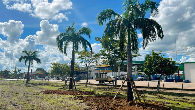 Leia mais sobre o artigo Prefeitura de Rio Branco realiza transplantio de palmeiras-imperiais para o Parque do Tucumã