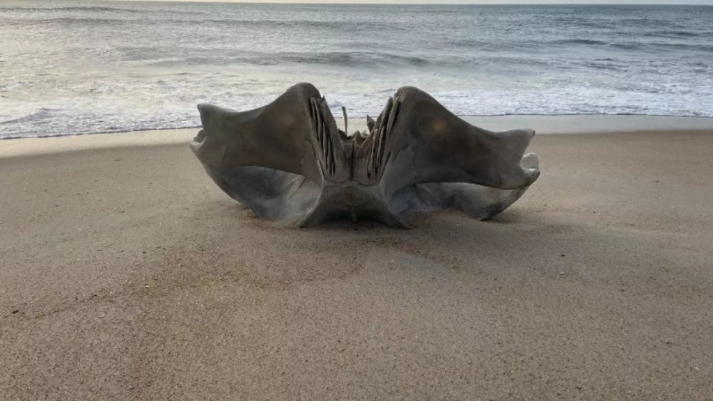 Leia mais sobre o artigo Crânio de animal que pesa 40 toneladas aparece na praia; veja