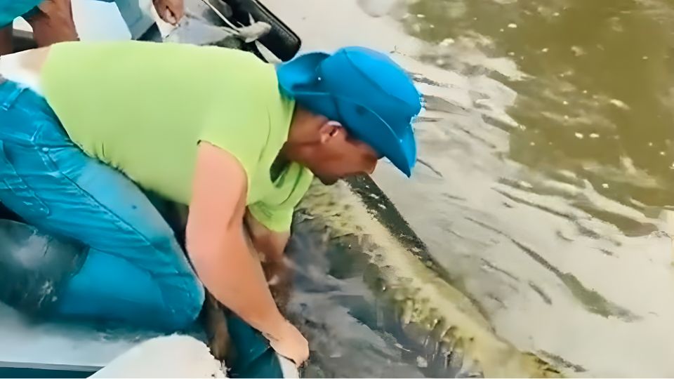 Leia mais sobre o artigo VÍDEO: pescadores capturam pirarucu de quase 150 kg no Acre