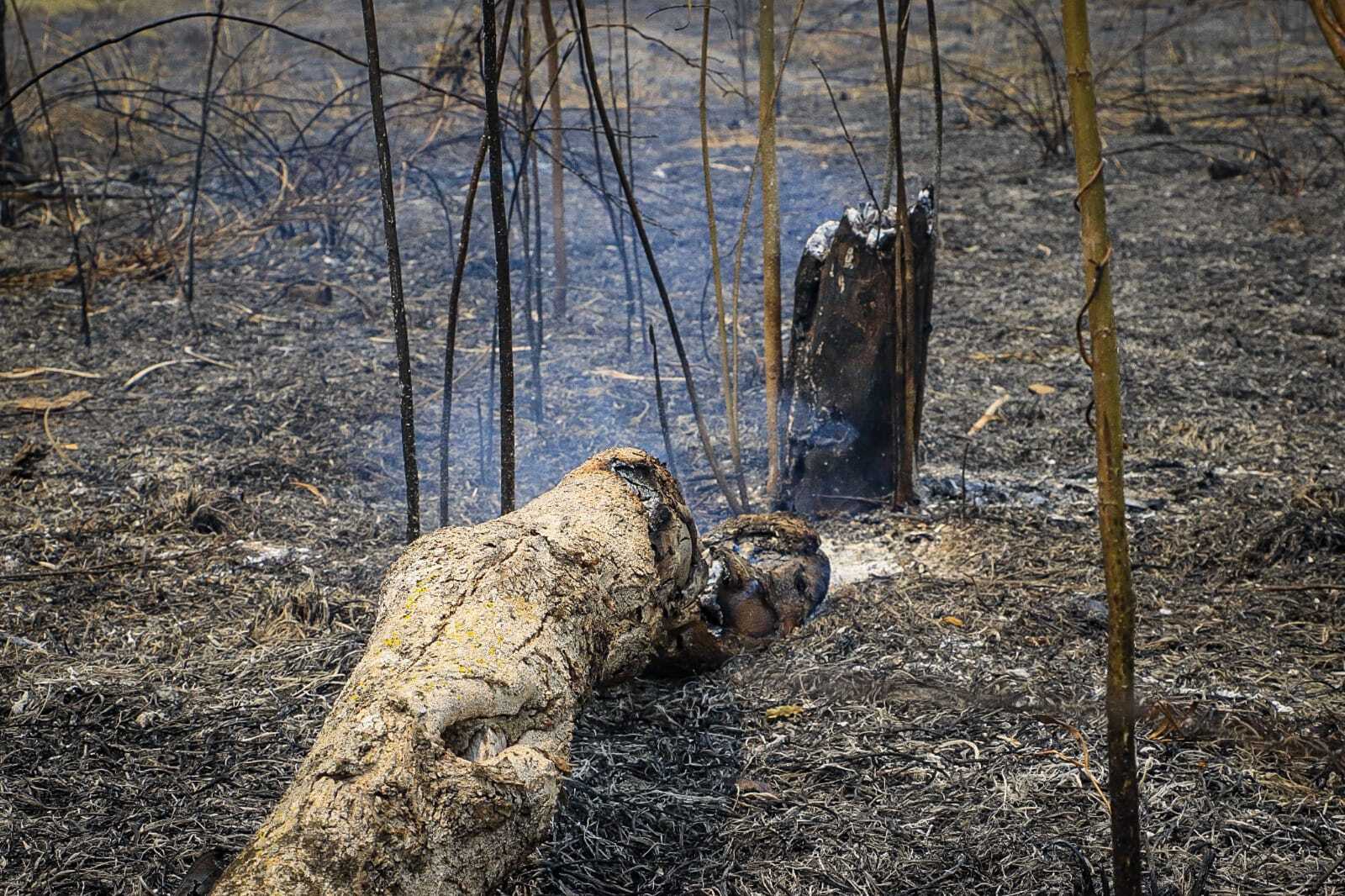 Leia mais sobre o artigo Polícia e prefeitura identificam responsável por incêndio criminoso no Irineu Serra