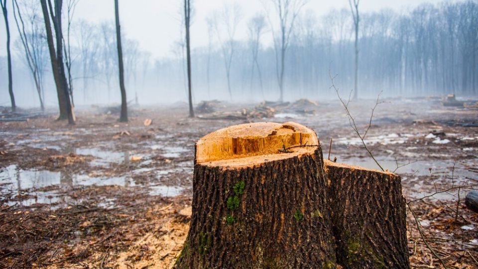 Leia mais sobre o artigo Feijó e Tarauacá estão entre os maiores desmatadores da Amazônia