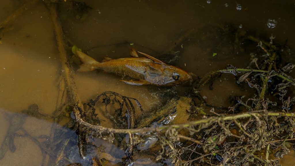 Leia mais sobre o artigo Mortandade de peixes no Rio Acre levanta suspeitas de crime ambiental