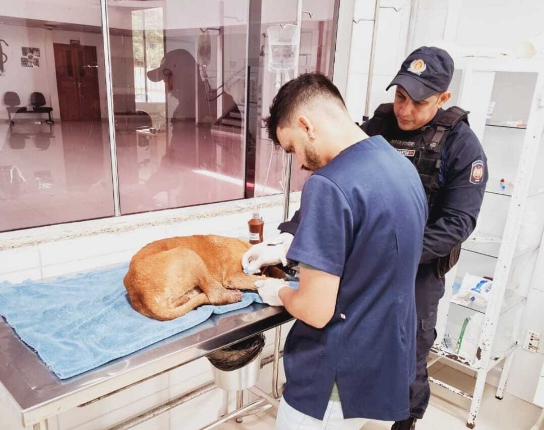 Leia mais sobre o artigo Cão ferido é socorrido por PMs e encaminhado para tratamento na Ufac