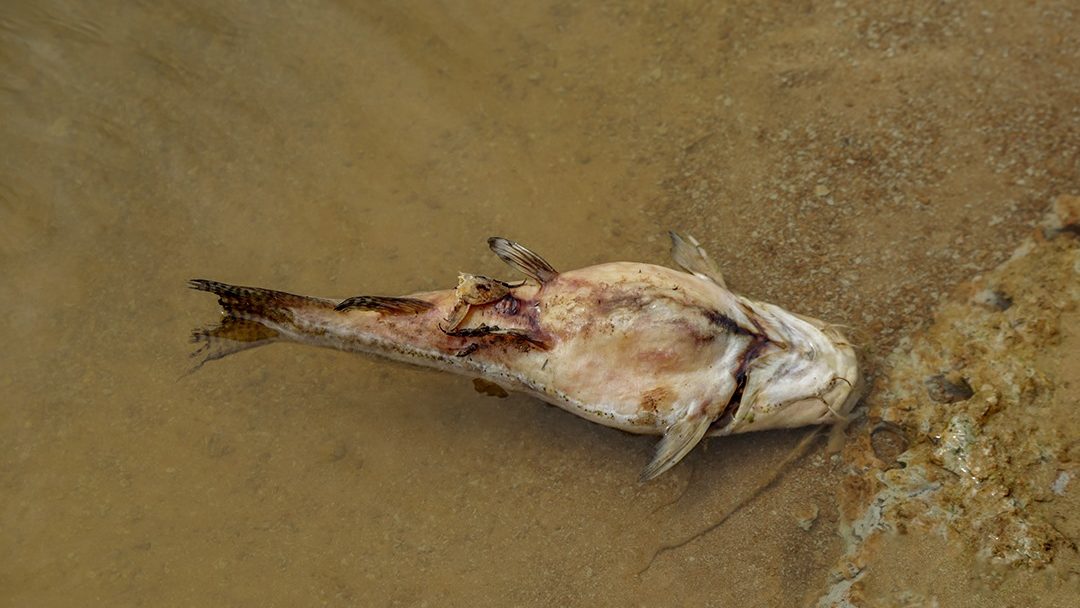 Leia mais sobre o artigo Prefeitura de RB divulga análise sobre morte de peixes no Rio Acre