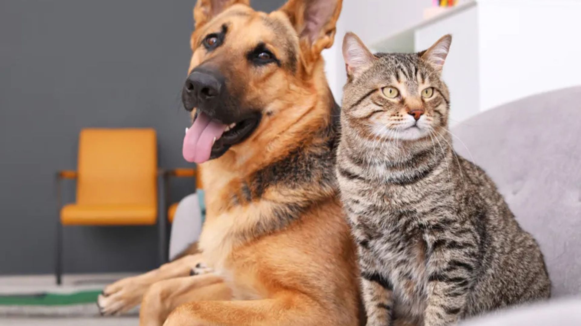 Leia mais sobre o artigo Abril Laranja chama atenção para crueldade e descuido com animais