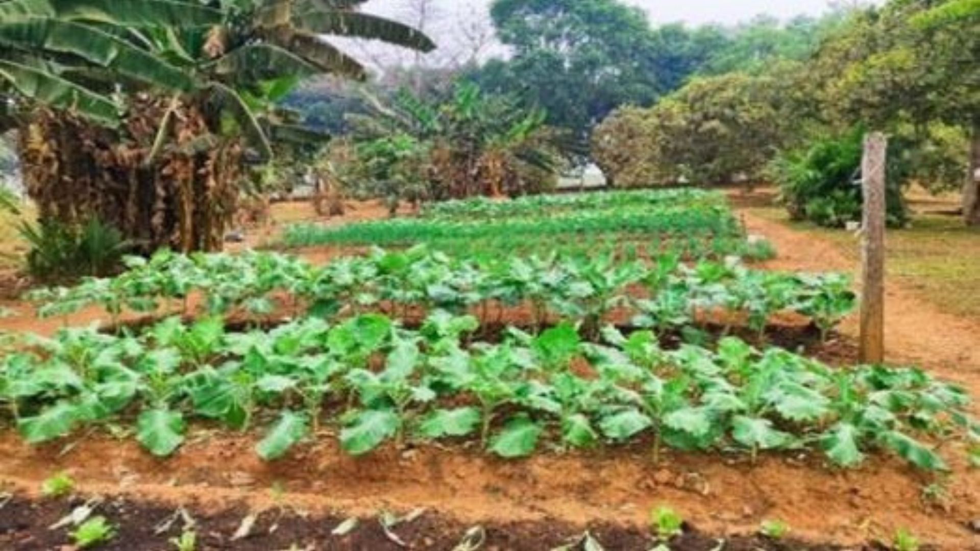 Leia mais sobre o artigo Ciclo Verde: projeto de RB é selecionado para integrar guia nacional de boas práticas sustentáveis