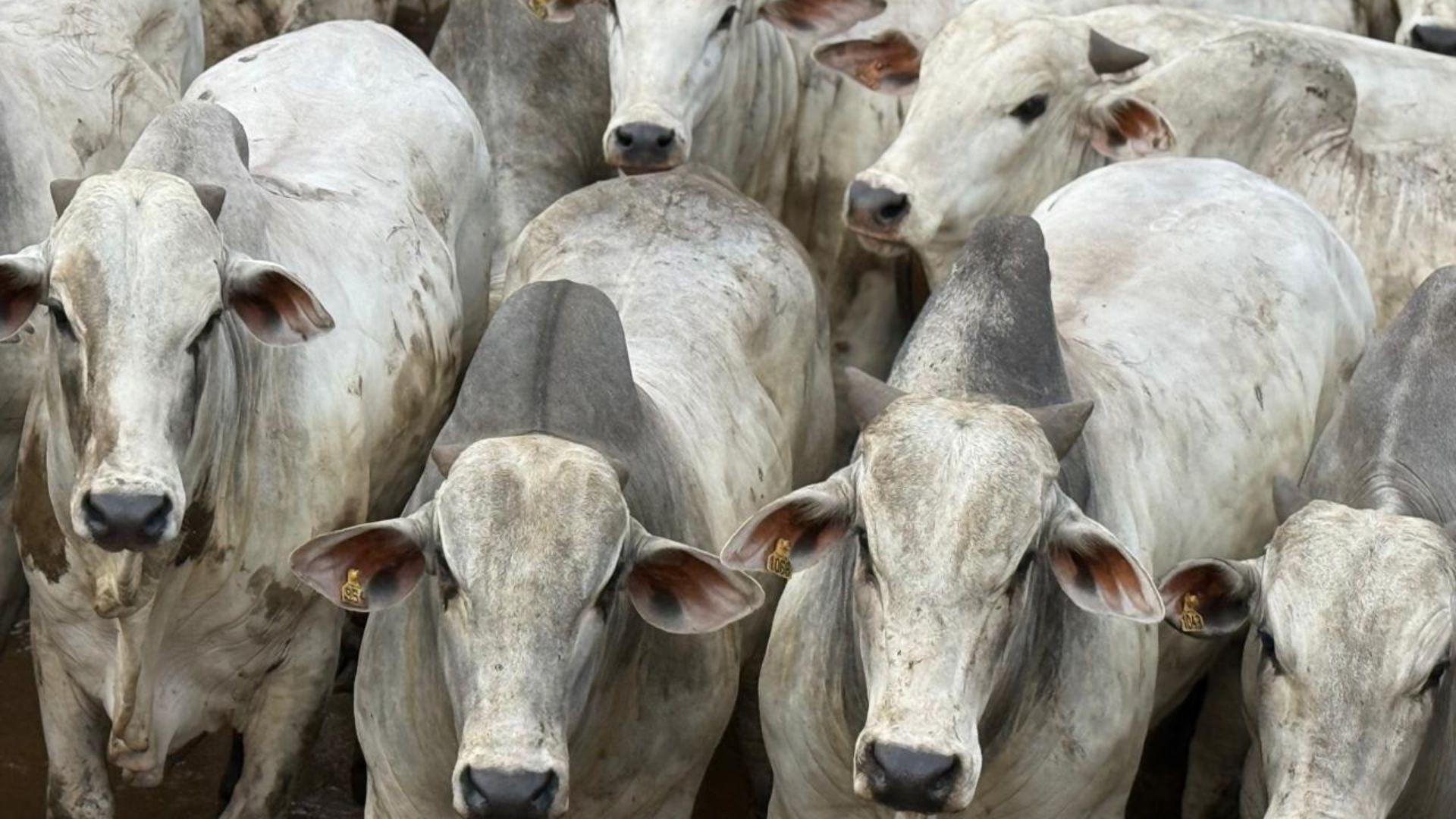 Leia mais sobre o artigo Norte Carnes nega envolvimento em Operação Suçuarana e suspende abate de gado apreendido