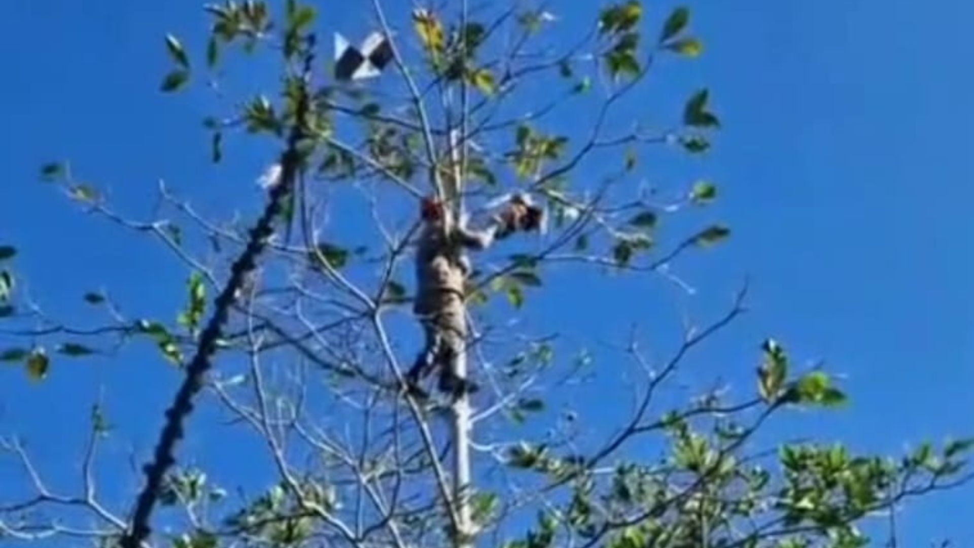 Leia mais sobre o artigo Coruja ferida por linha com cerol é resgatada por bombeiros em Rio Branco