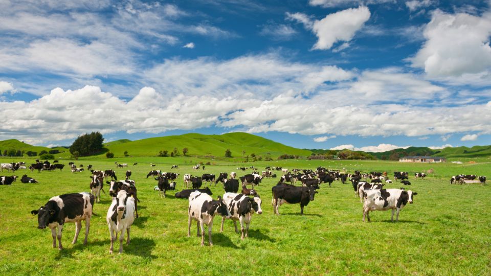 Leia mais sobre o artigo Pecuária do Acre cresce 20% e movimenta R$ 181 milhões, diz IBGE