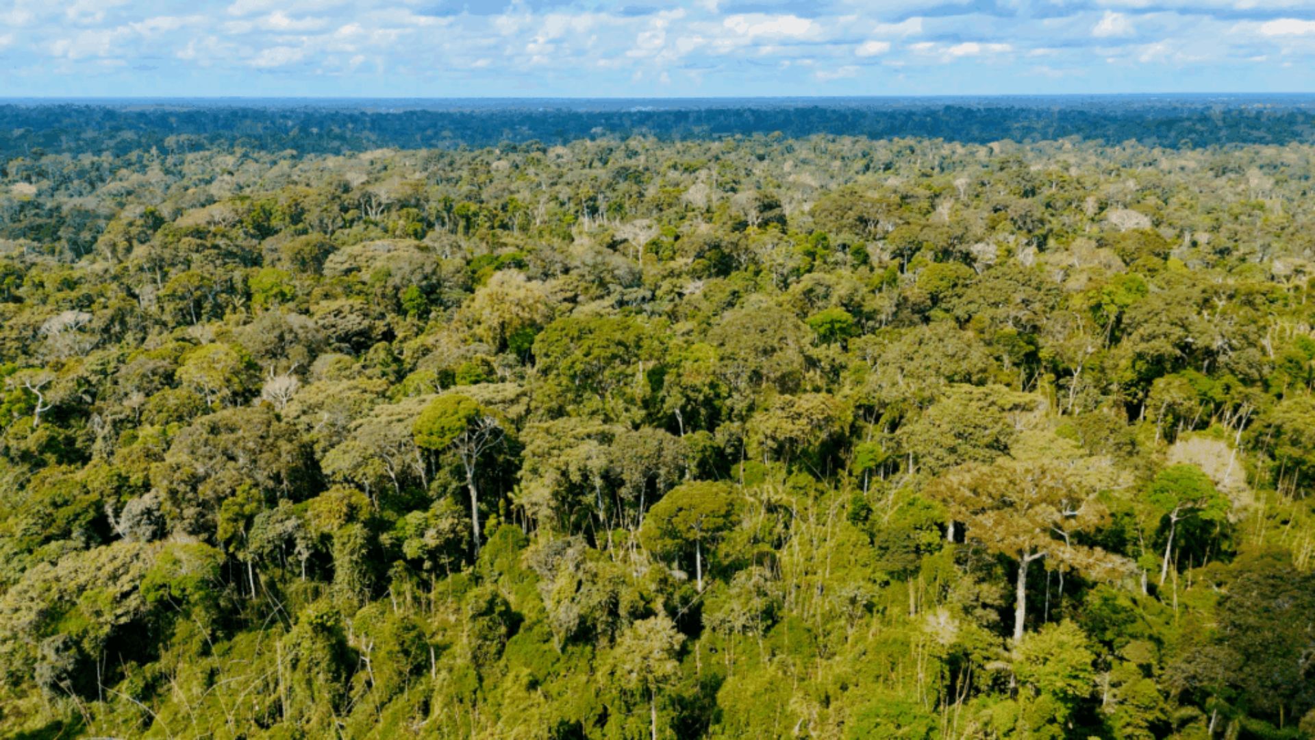 Leia mais sobre o artigo Acre reduz focos de queimadas em 78% e fortalece combate aos crimes ambientais