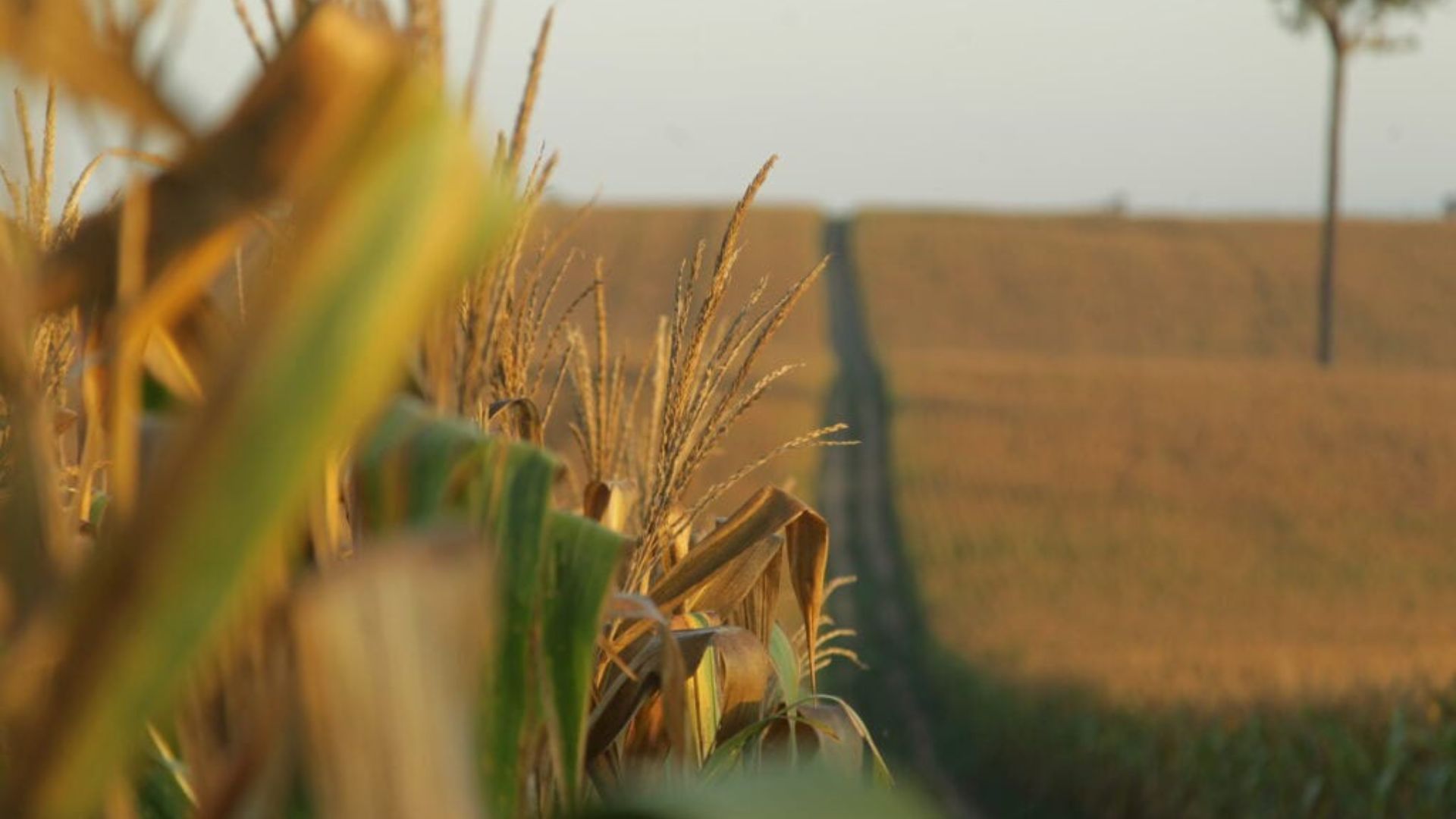 Leia mais sobre o artigo Primeiro semestre de 2025: Acre soma R$ 57 milhões em exportações