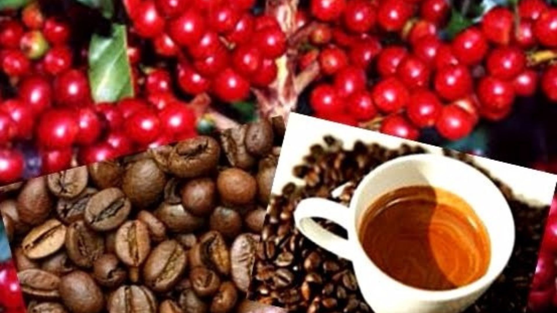 Leia mais sobre o artigo Acre recebe programação internacional da Semana do Café