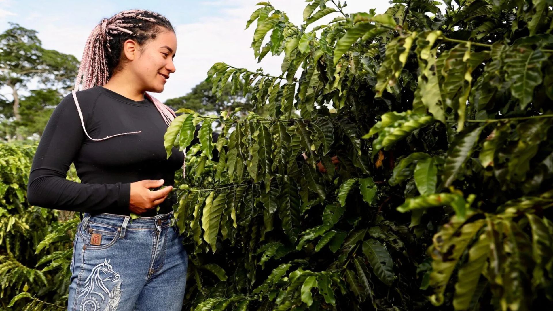 Leia mais sobre o artigo Cafeicultura transforma vidas e renova esperança de pequenos produtores