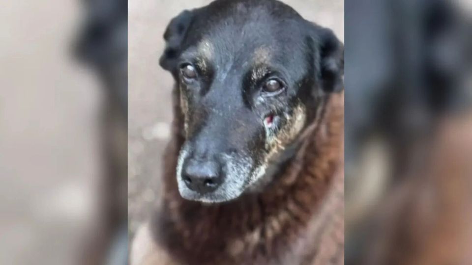 Leia mais sobre o artigo Cão orelha: familiares podem ter penas maiores que adolescentes; entenda