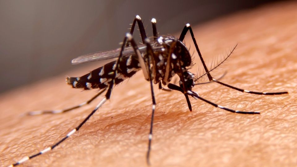 Leia mais sobre o artigo Acre registra 1,8 mil casos prováveis de dengue em 2026, segundo o MS