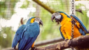 Parque Ambiental Chico Mendes será fechado temporariamente para obras de revitalização