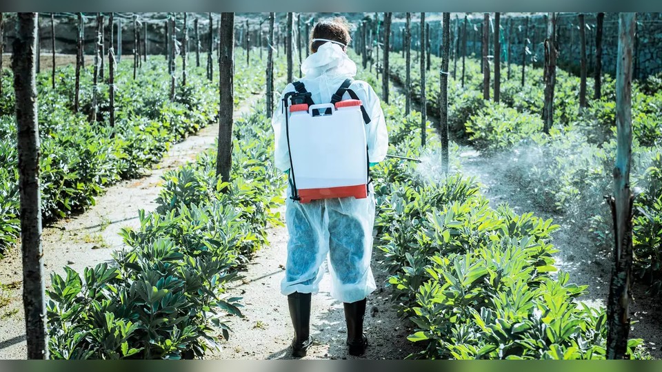 Leia mais sobre o artigo Mesmo pesticidas considerados “seguros” podem aumentar risco de câncer