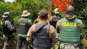 PF erradica 6 mil pés de cannabis em terra indígena no PA