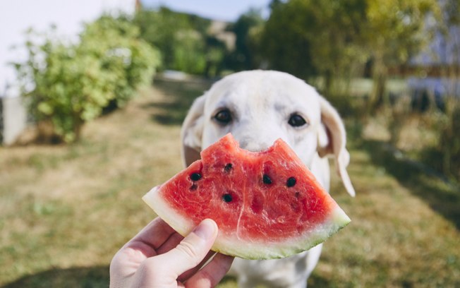 Leia mais sobre o artigo Quais frutas os animais podem comer? Descubra as melhores opções