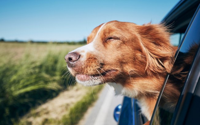 Leia mais sobre o artigo Animais no carro: 6 dicas para cuidar dos cães e gatos durante as viagens