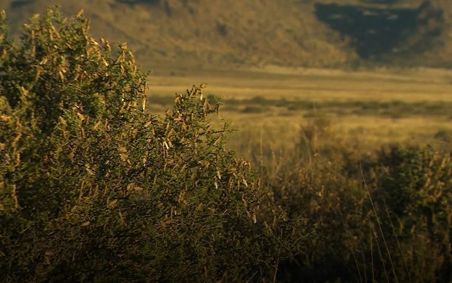 Leia mais sobre o artigo Nuvens de gafanhotos atinge plantações da África do Sul e causam prejuízos