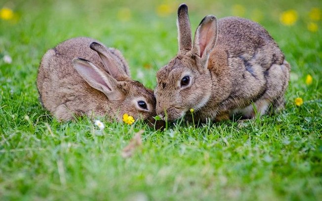 Leia mais sobre o artigo Confira os significados de sonhos com animais