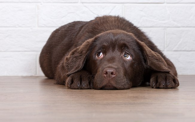 Leia mais sobre o artigo Como acalmar cachorro: dicas para proteger seu pet dos fogos de artifício