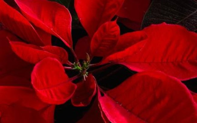 Leia mais sobre o artigo A flor do Natal: Conheça mais sobre a Poinsettia