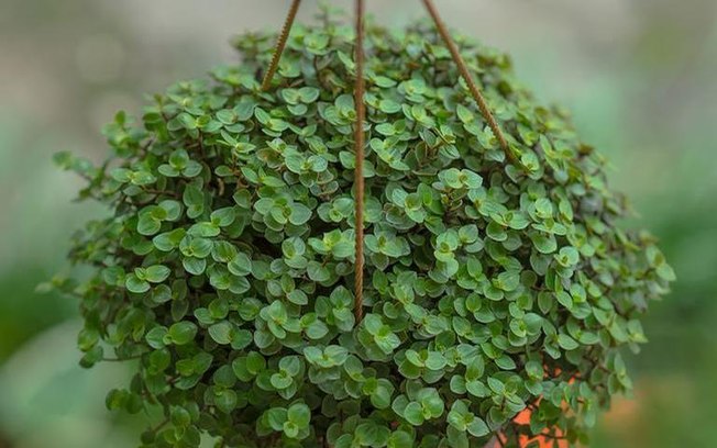 Leia mais sobre o artigo Conheça o poder da planta dinheiro-em-penca e como usá-la