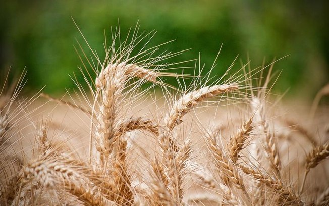 Leia mais sobre o artigo Simpatia com farinha de trigo: chama dinheiro e afasta rival