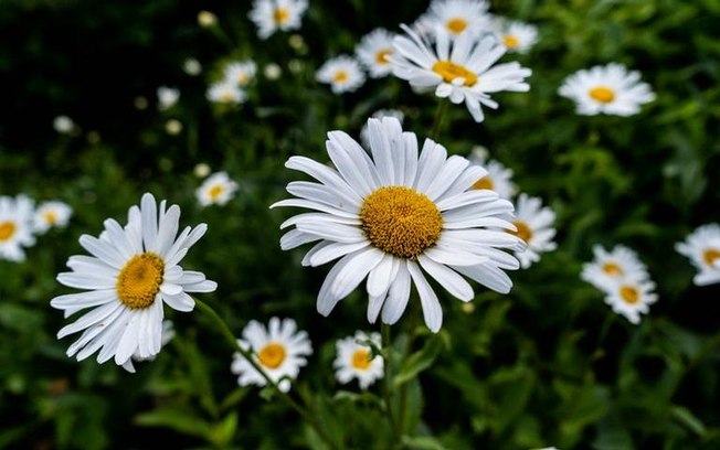 Leia mais sobre o artigo Margarida: conheça o poder da flor do amor e da juventude